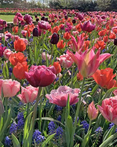 Kombinácie Let's Dance   , 100 ks